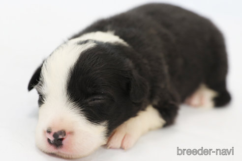 成約済の神奈川県のボーダーコリー-327518の9枚目